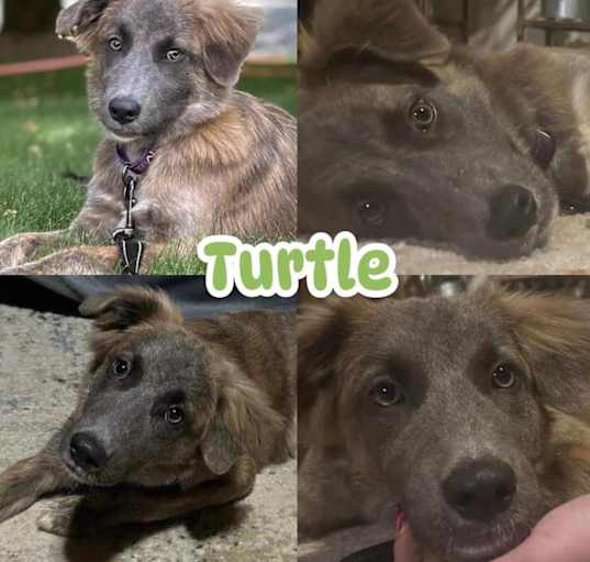 Photo of Turtle