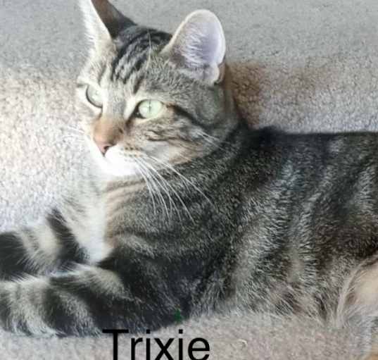 Photo of Trixie