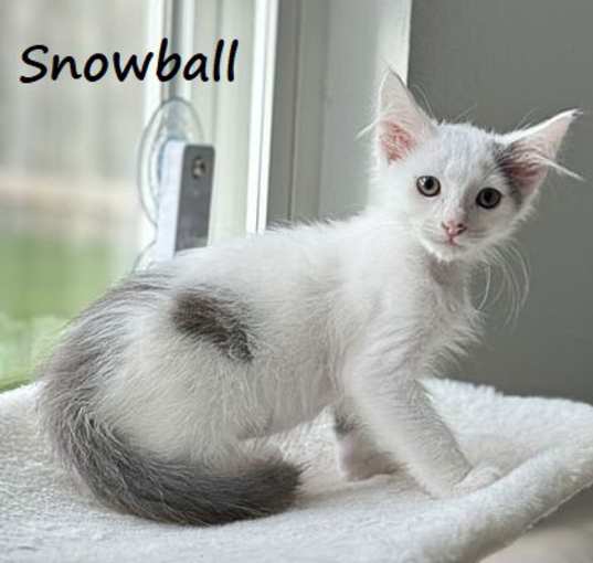 Photo of Snowball #after-five-jetset