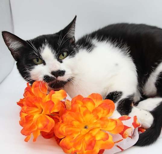 Photo of Oreo XXXX