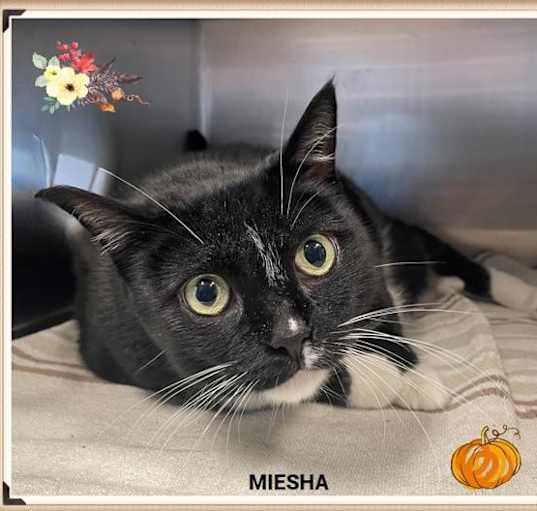 Photo of Miesha (fta)