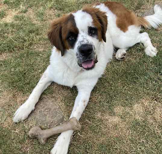 Photo of Freckles
