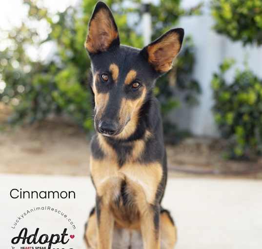 Photo of Cinnamon