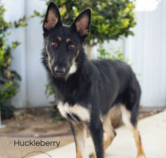 Photo of Huckleberry