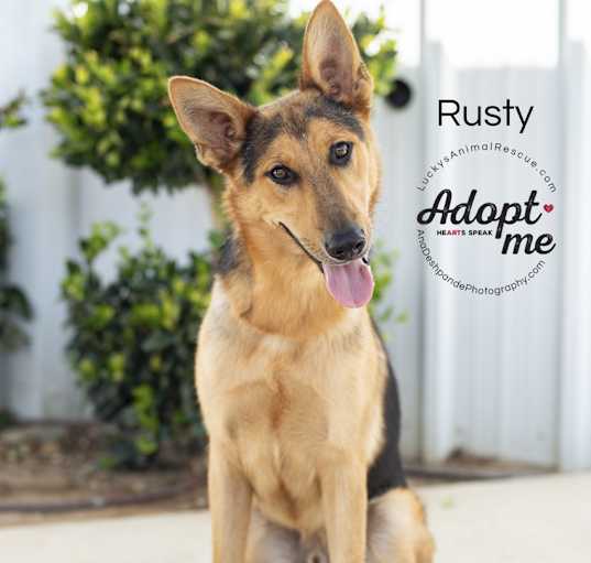 Photo of Rusty