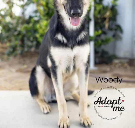 Photo of Woody