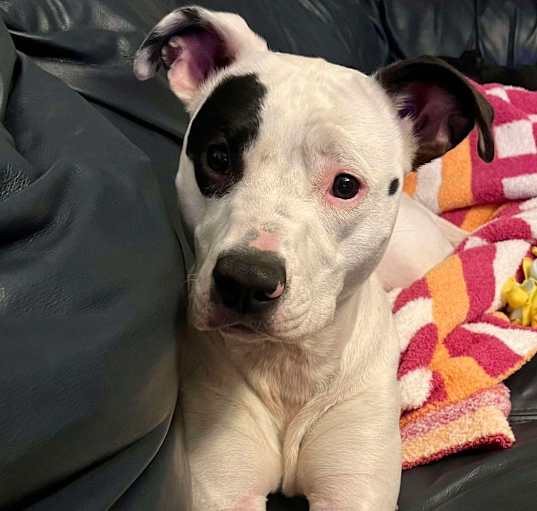 Photo of Violet