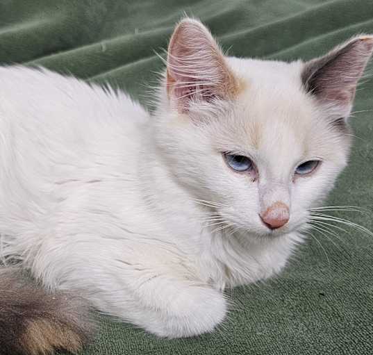 Photo of Missy