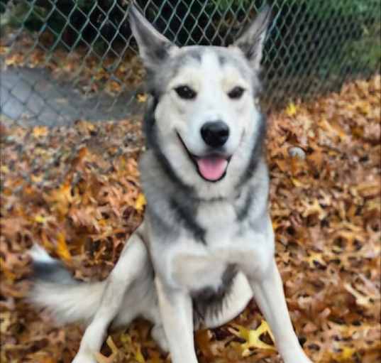 Photo of CUBBY IS A HIKER