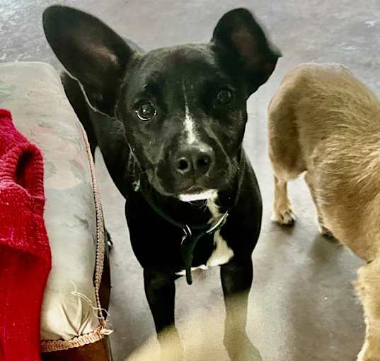 Photo of Dobby