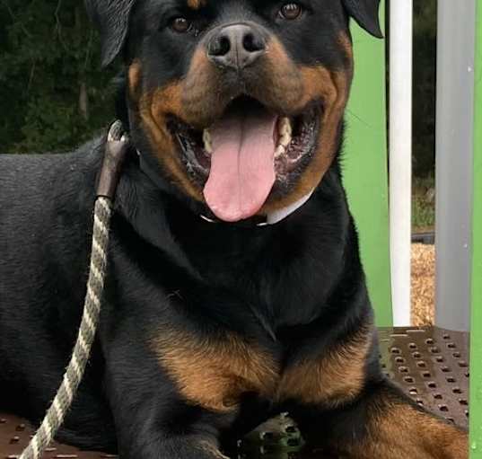 Photo of Romeo