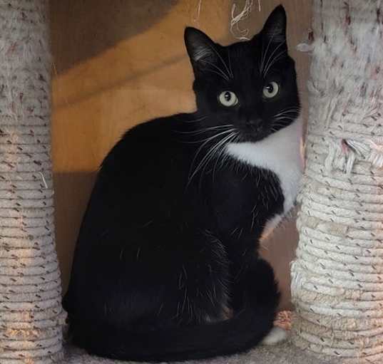 Photo of Petunia