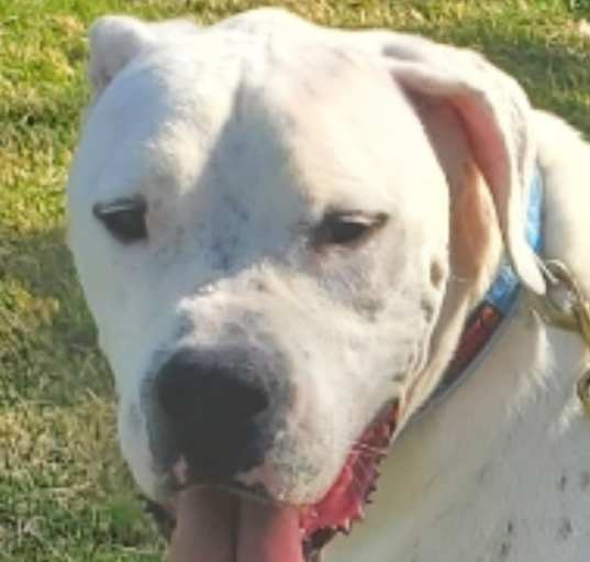 Photo of bogey