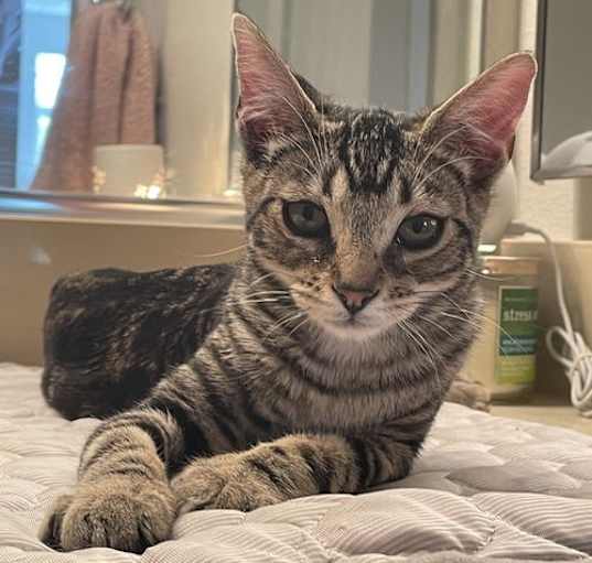 Photo of Roxie