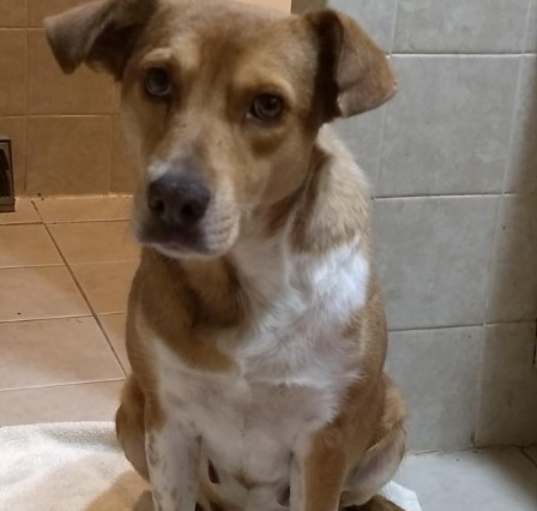 Photo of Siren