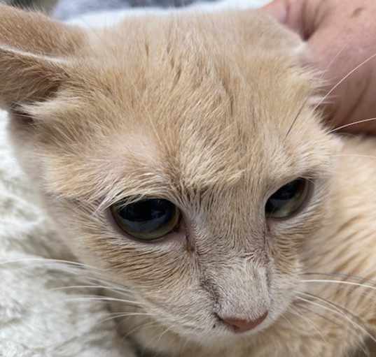 Photo of Gingersnap