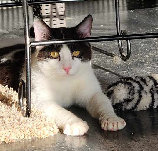 Photo of Miracle