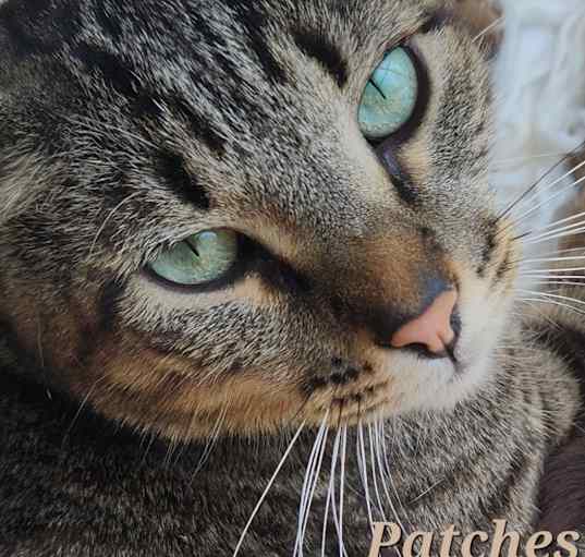 Photo of Patches