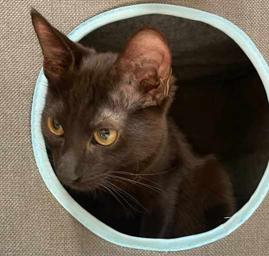 Photo of Phantom