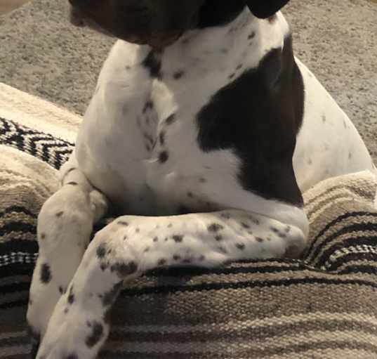 Photo of Cooper