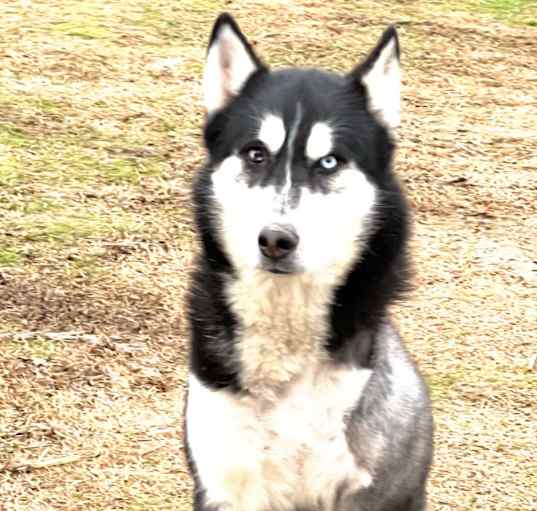 Photo of Amos