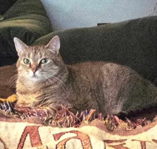 Photo of Molly (CP)