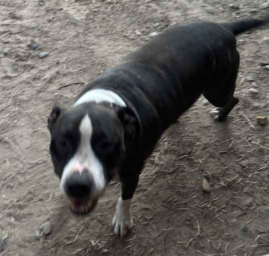Photo of Milo