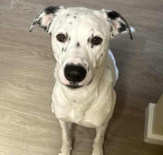 Photo of Pongo