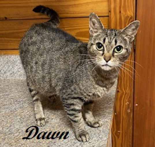 Photo of Dawn
