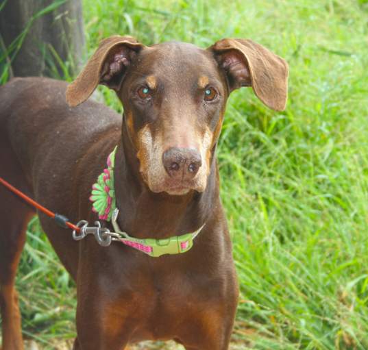 Photo of DARLA