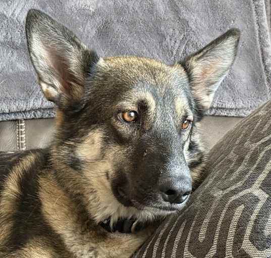 Photo of Gypsy