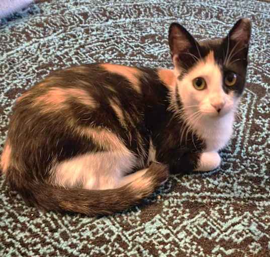 Photo of Butterscotch