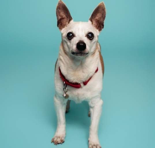 Photo of Oakley