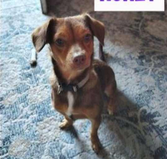 Photo of Honey
