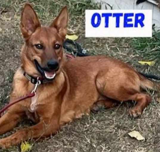 Photo of Otter
