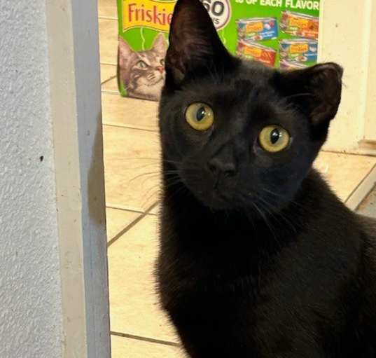 Photo of Prissy
