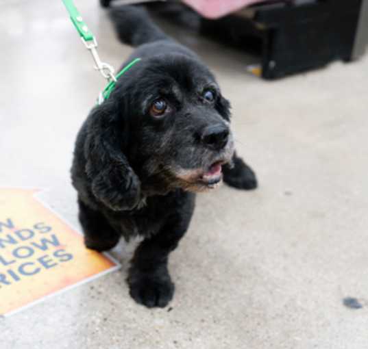 Photo of Buddy
