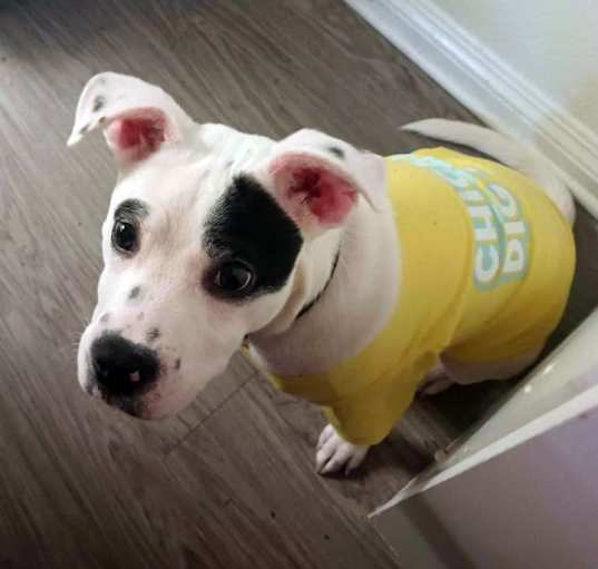 Photo of Milo