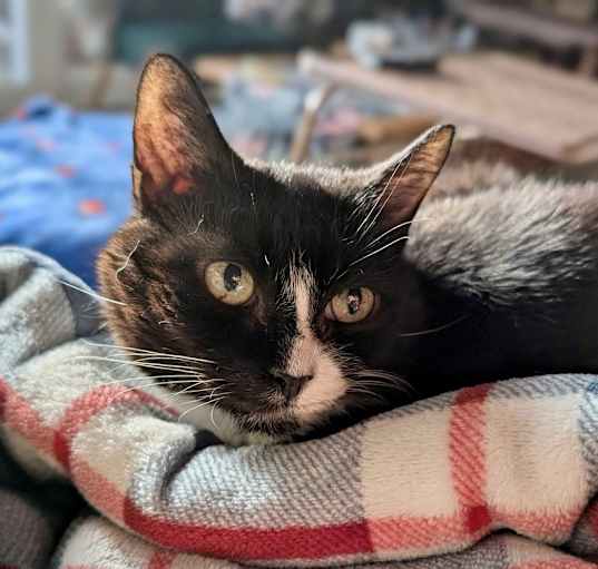 Photo of Birdie