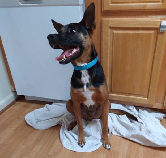 Photo of Tux