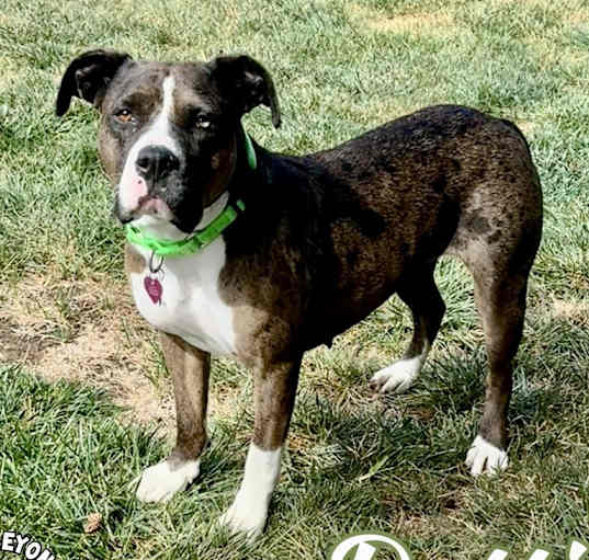 Photo of Dottie