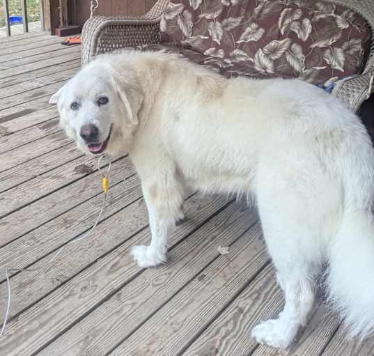 Photo of Dora