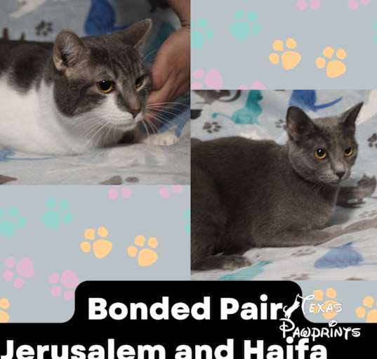 Photo of Bonded Jerusalem & Haif