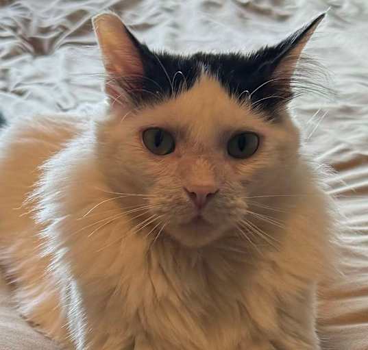 Photo of Toby