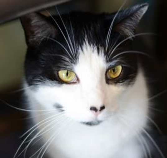 Photo of Shine