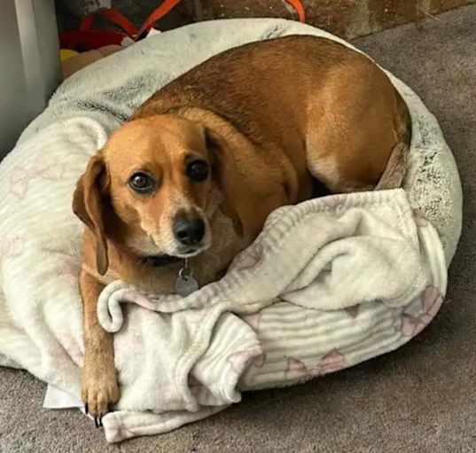 Photo of Gracie