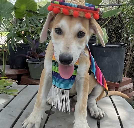 Photo of Archie