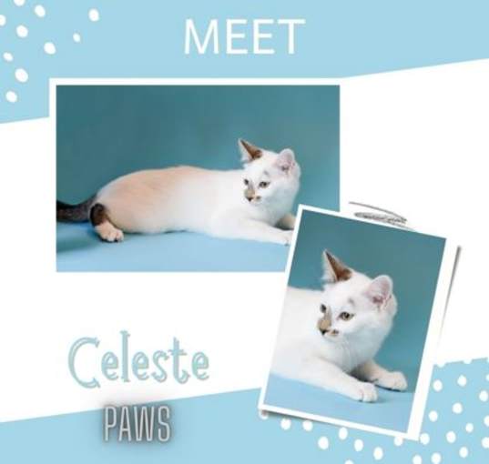 Photo of Celeste