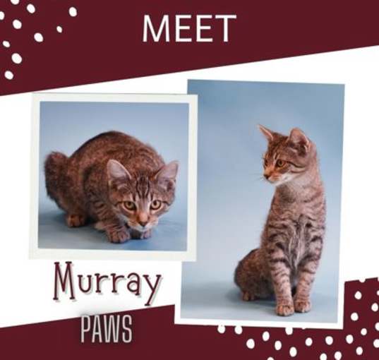 Photo of Murray