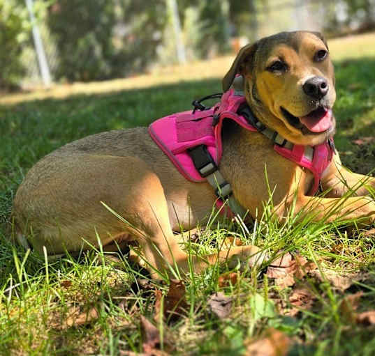 Photo of Ruby
